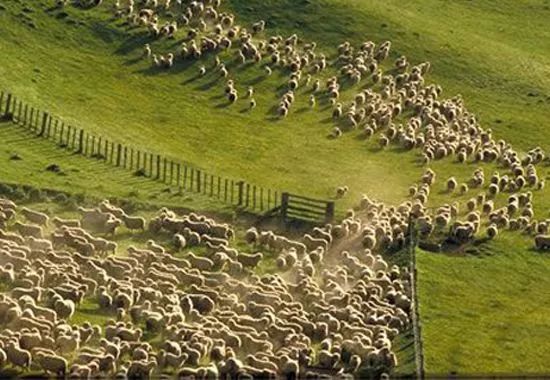 澳洲羊毛进口,澳洲进口羊毛