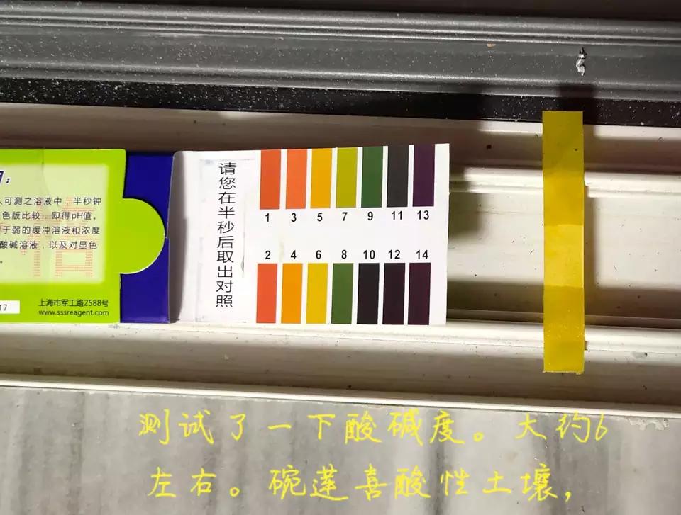 用种子栽培碗莲成长日记,碗莲与鱼在缸中栽培方法