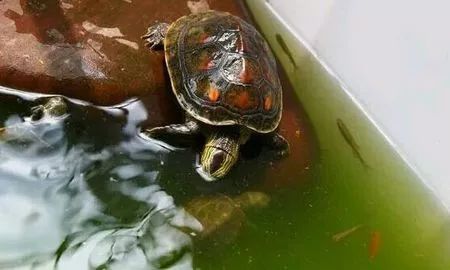 养龟净化水质的药物有什么,养龟水如何维持水质稳定