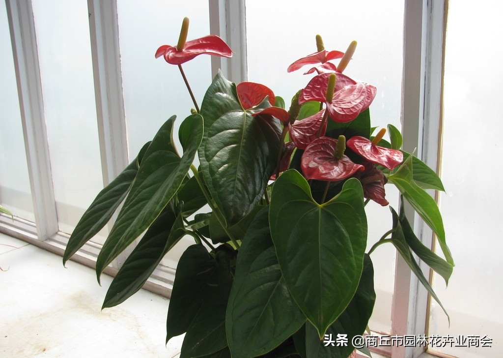 红掌怕热还是怕寒,红掌怕冷吗