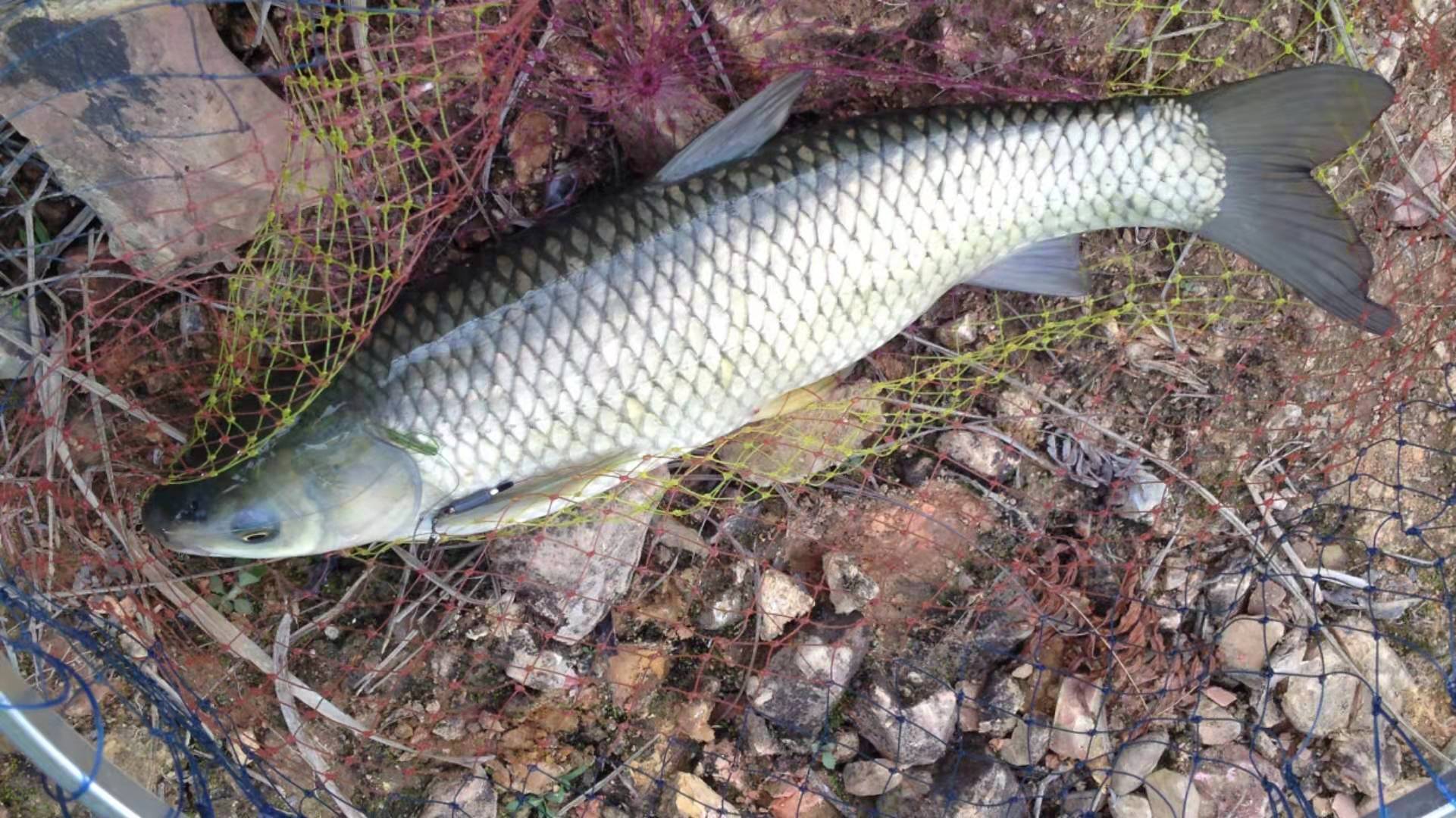水库野钓草鱼钓浮还是钓底,李大毛野钓水库草鱼饵料