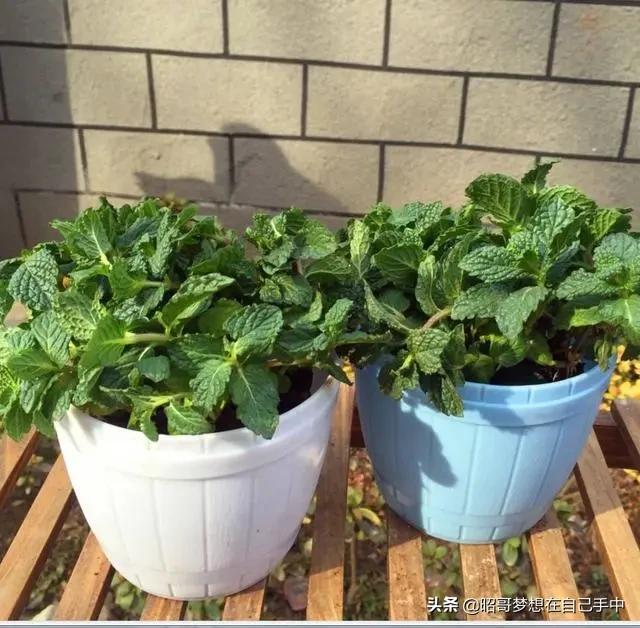 这3种花冬天公认难养,最不怕浇水的5种花