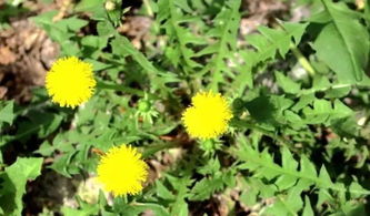 东北神草蒲公英根茶,野生中草药蒲公英茶图片