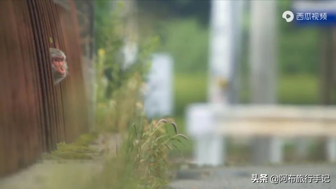 豆瓣9.1分，看过不足1500人，我却复盘了张日本最全野游图