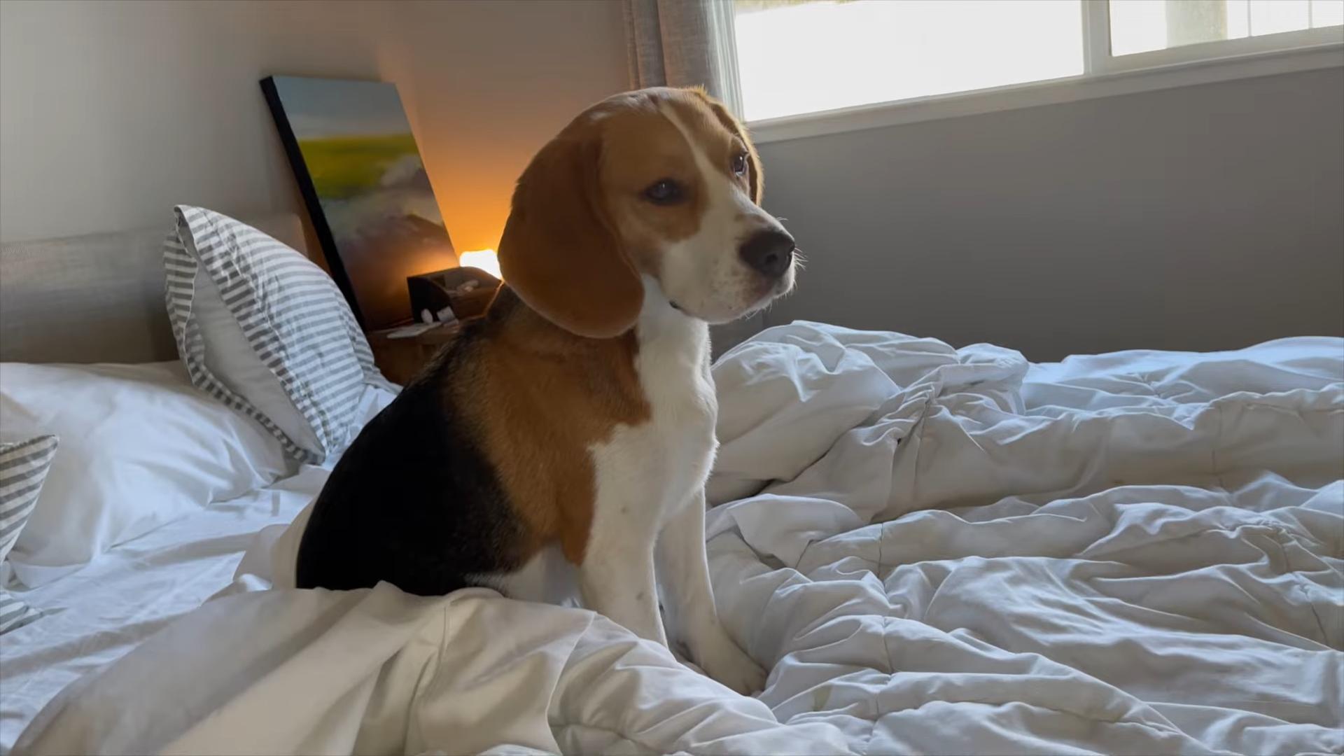 狗狗春节怕爆竹一直狂吠怎么办,春节狗狗害怕放炮声不上厕所