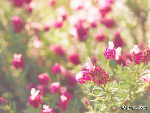 血型性格分析以及最佳婚配,血型看一生爱情观