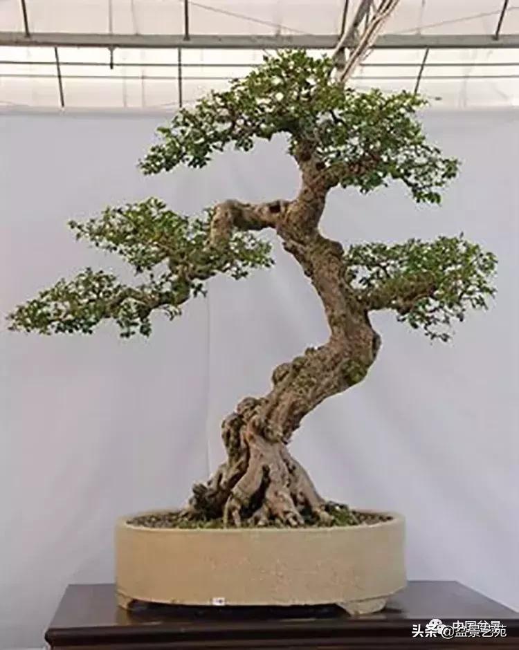 回旋飘枝盆景,带飘枝的室外盆景