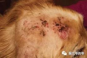 猫九爷：犬猫皮肤病的类型概述