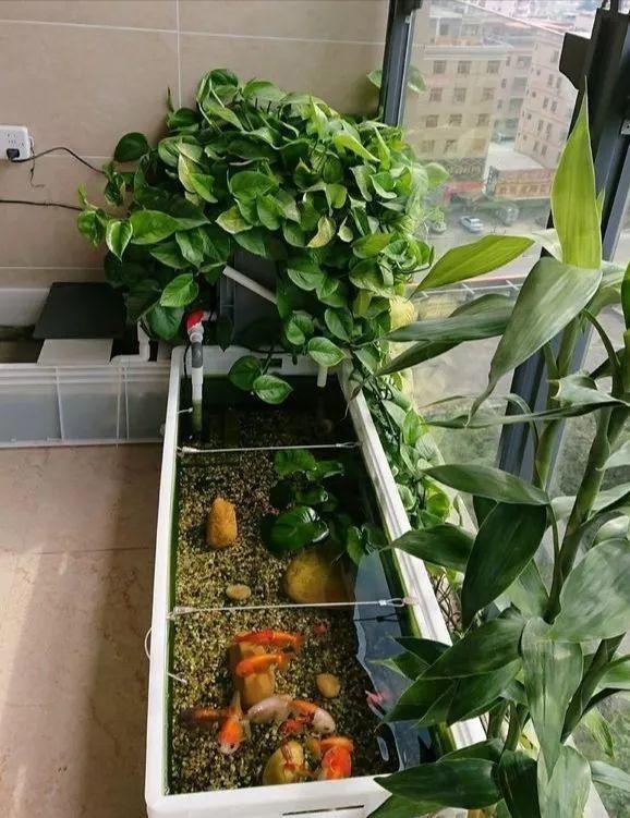 盆栽绿萝怎么浇水施肥,绿萝可以用鱼缸水施肥吗