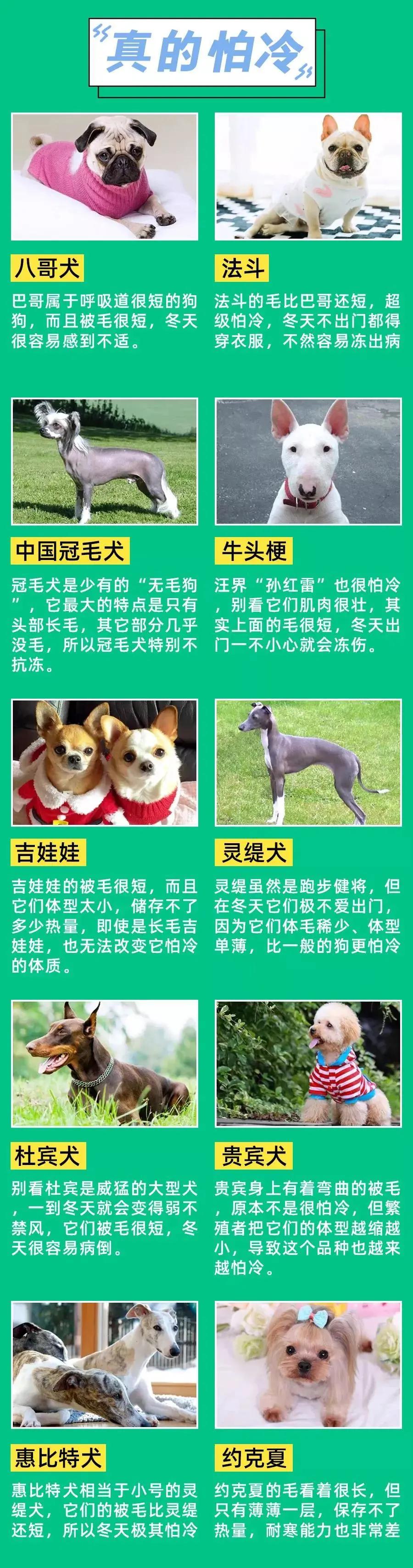 宠物医生冬季养宠攻略,宠物医生的养宠建议