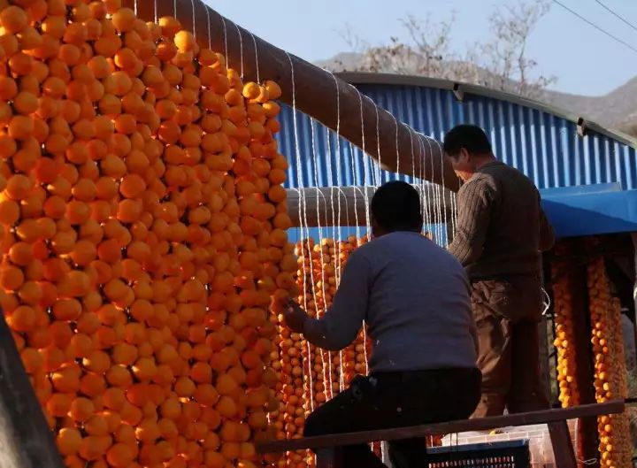 陕西这个县城厉害了,陕西柿子之乡在哪