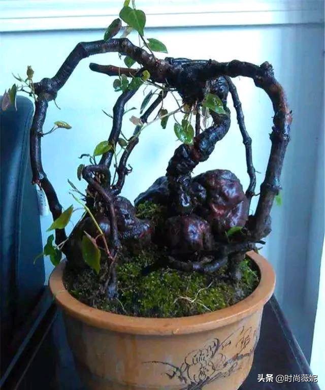 中国十大中药盆景,什么中药盆景越养越值钱