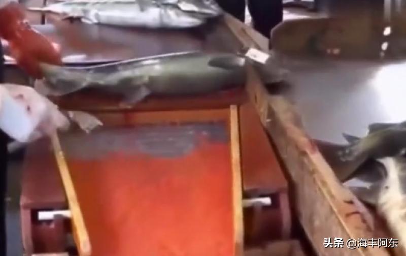 「原创」海丰阿东：开膛破肚杀鲟鱼，鱼子酱来了