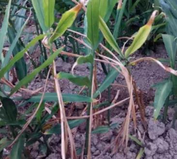 大姜病虫害都用什么药,潍坊大姜病虫害的防治