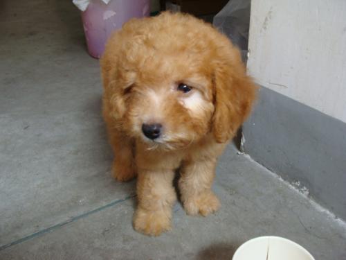 泰迪半岁突然鼻头褪色怎么回事,泰迪鼻子上面的毛褪色怎么回事