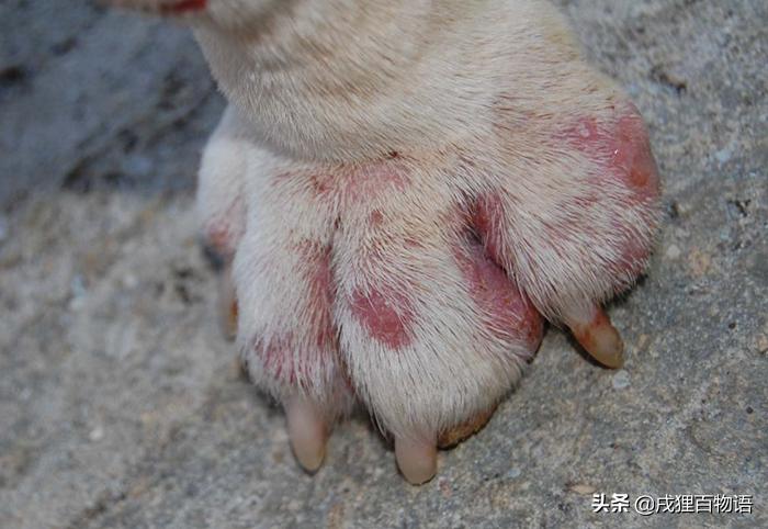 震惊狗狗的行为,震惊狗狗吃饭视频