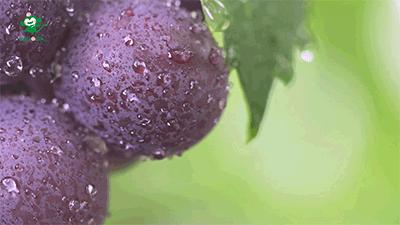 巨峰葡萄在中国的历史,巨峰葡萄谁引进