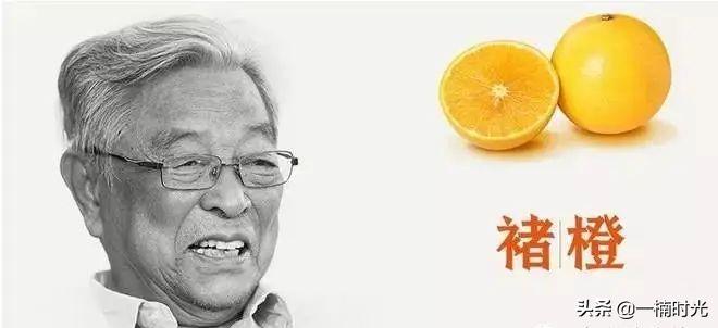 褚橙农业推广方式,褚橙未来走势