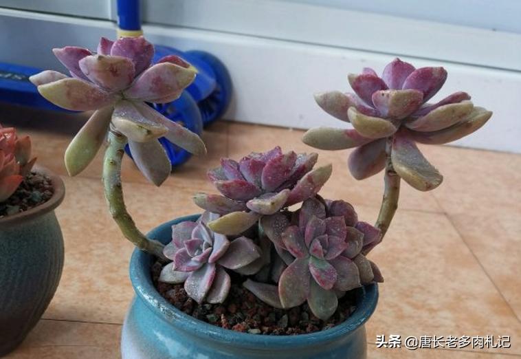 多肉紫蝶老桩,多肉老桩紫雾悬崖桩