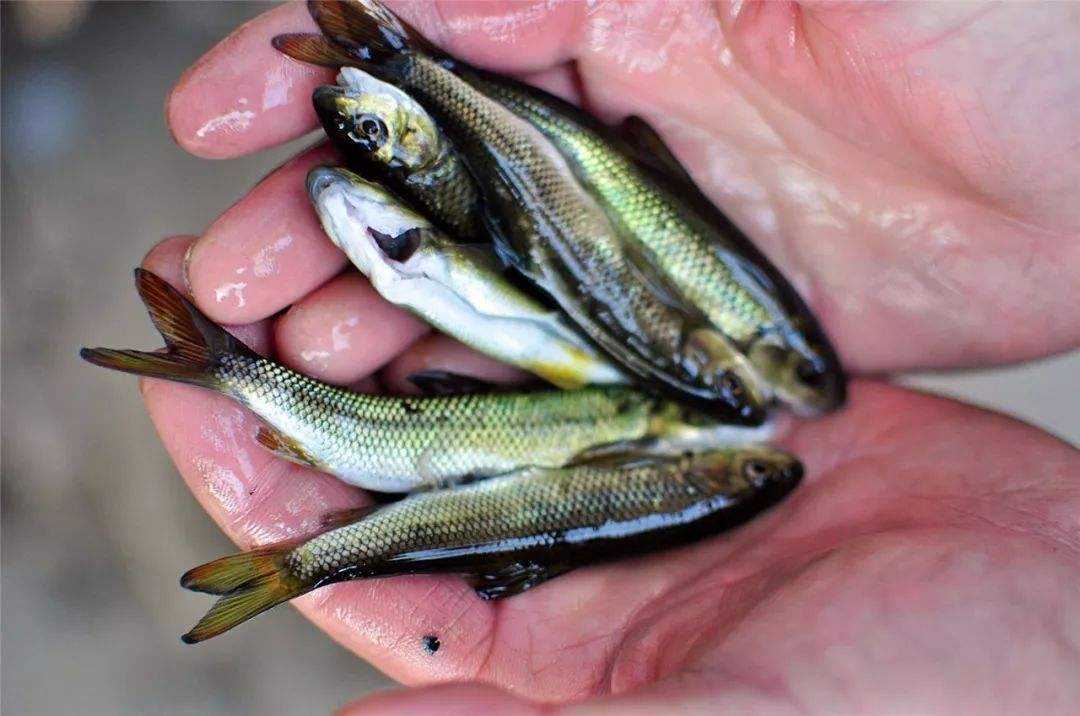 鮸鱼浑身是宝,赤鳞鱼有多厉害