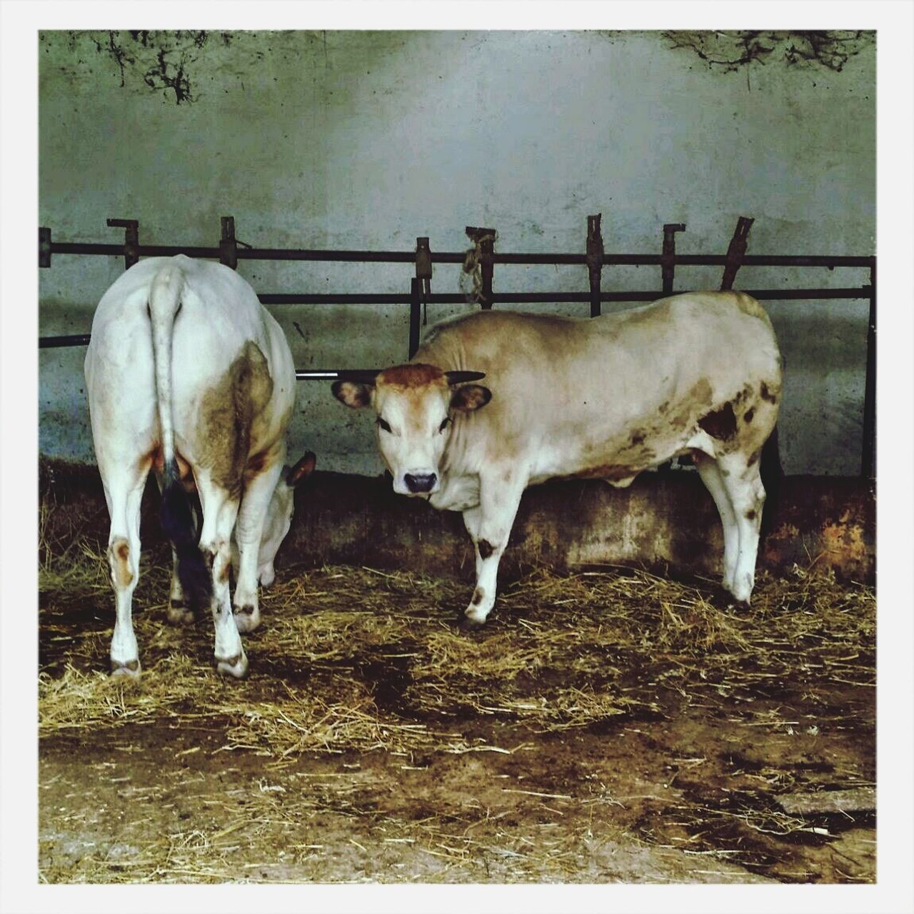 繁殖词语解释,繁殖育种的名词