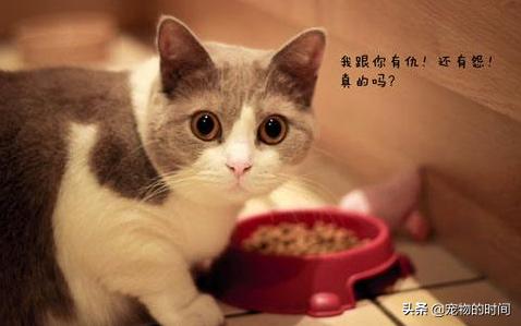 新手养猫全攻略,新手如何养猫全攻略