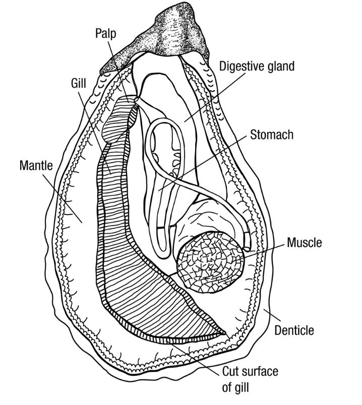 生蚝怎么繁衍,生蚝繁衍期是几月