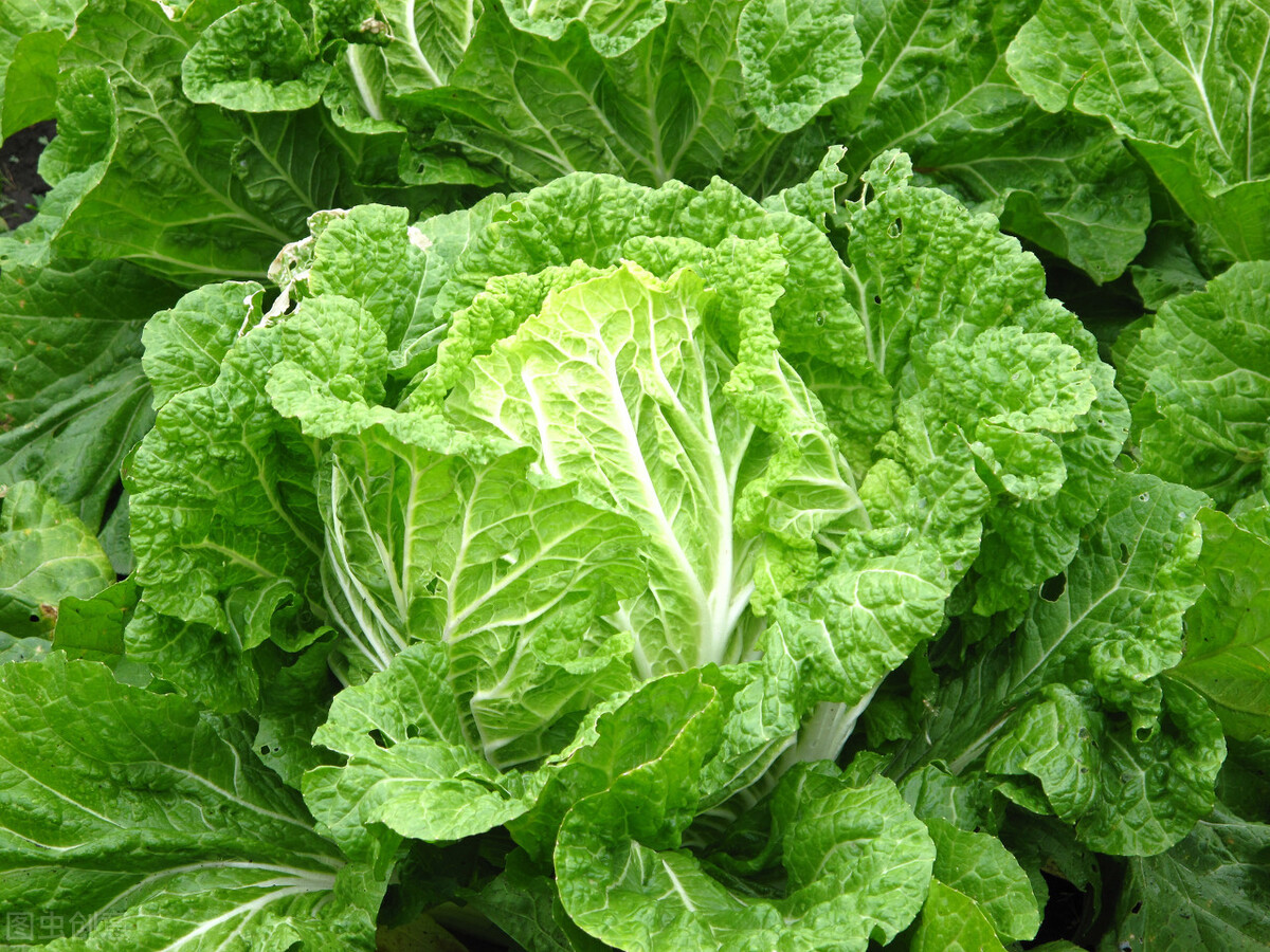 白菜闻起来是一股清新的味道,既淡雅,又浓郁