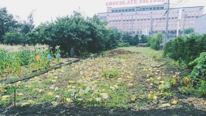 日本大阪市巧克力工厂,日本北海道生巧克力工厂