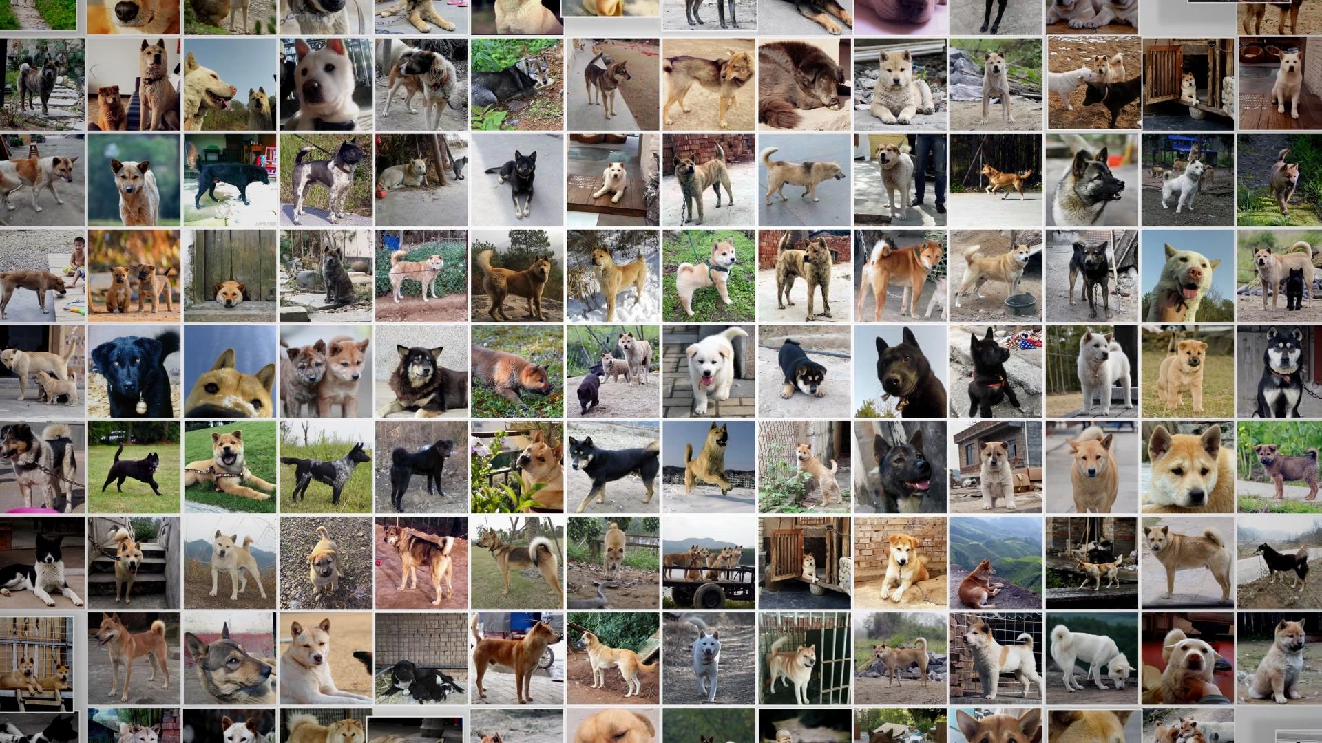 带你认识中华田园犬之五红犬,常见的中华田园犬有哪些