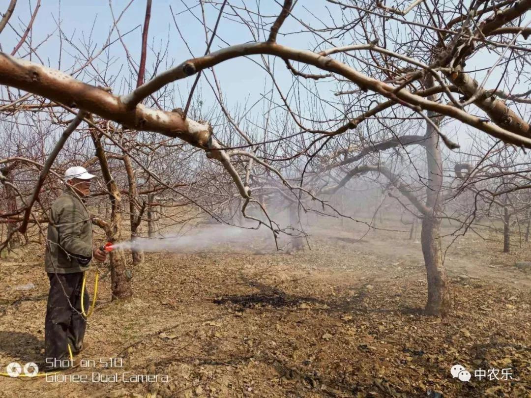 果树从开花到授粉多长时间,果树从开花到落花需用多少时间