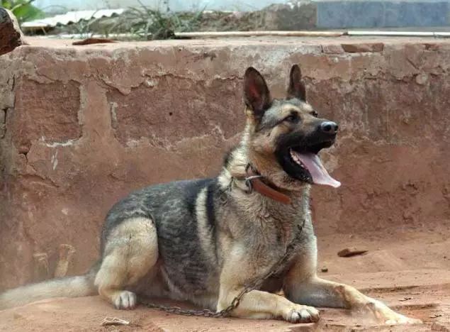 72种名犬分类介绍及图片,72种名犬及图片