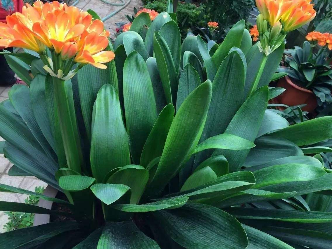 君子兰开花不出花苞是什么原因,君子兰出花苞怎样快速开花