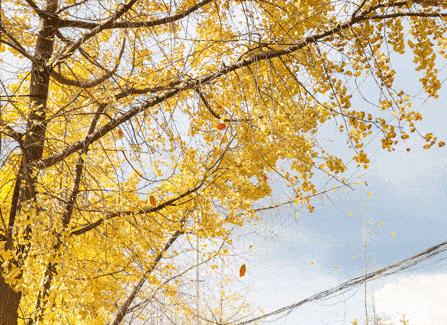 金黄色警报,黄色警报镜头