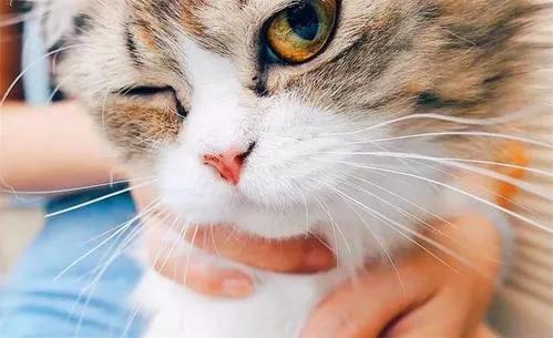 猫咪的胡须原来这么重要,猫咪胡须对猫有什么影响