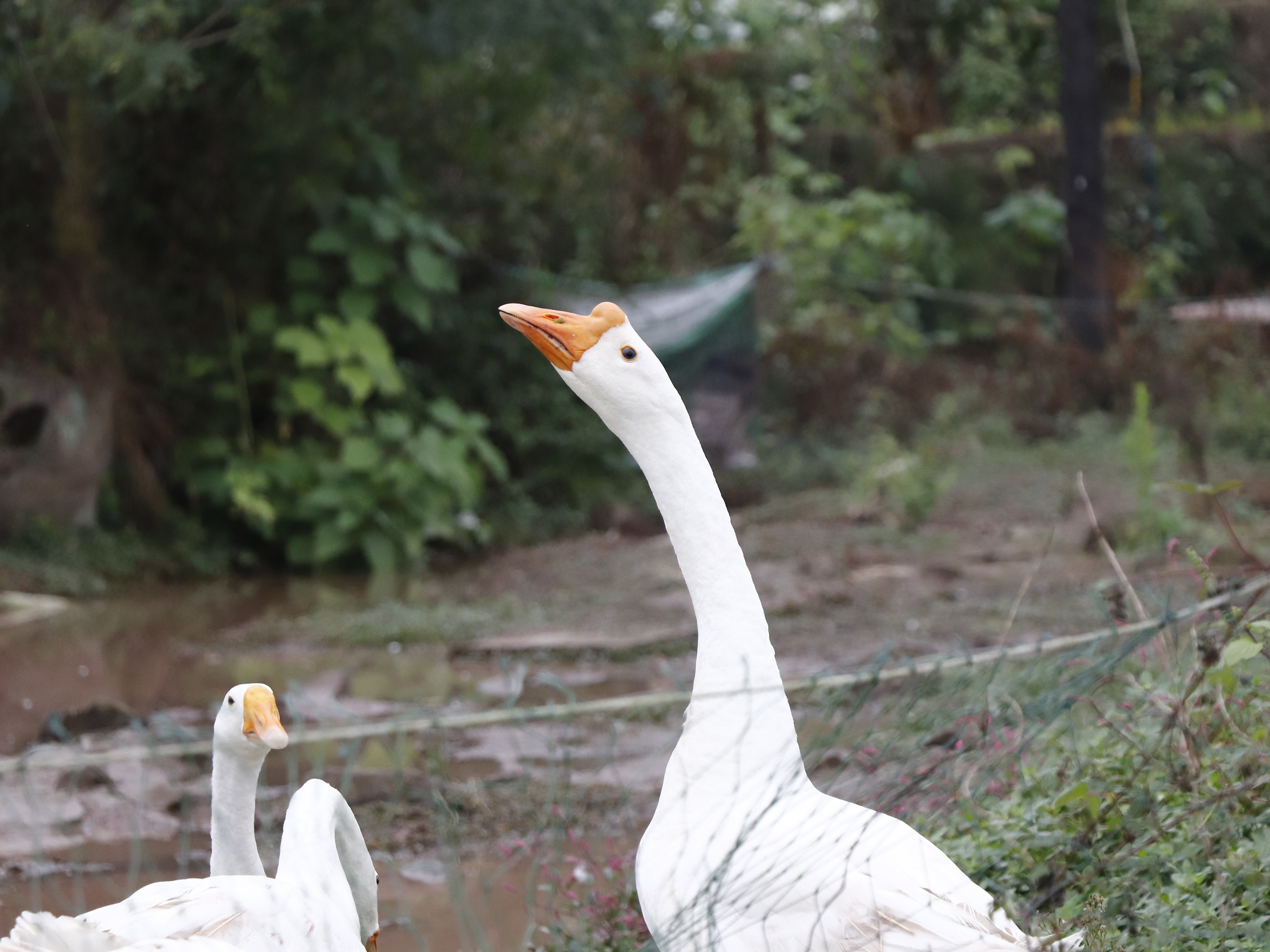 回到初次创业的地方感悟,回农村创业有什么出路