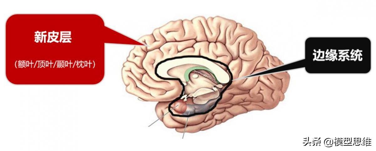 为什么苹果公司能够带来颠覆性创新？