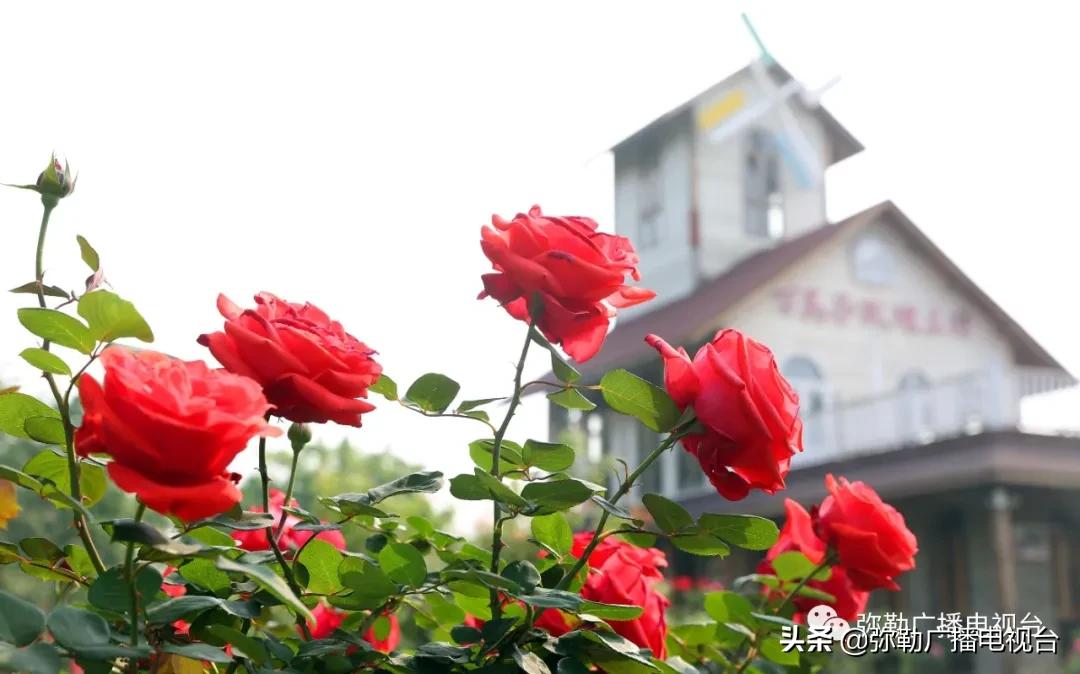 弥勒湖泉水乐园,弥勒水上乐园温泉