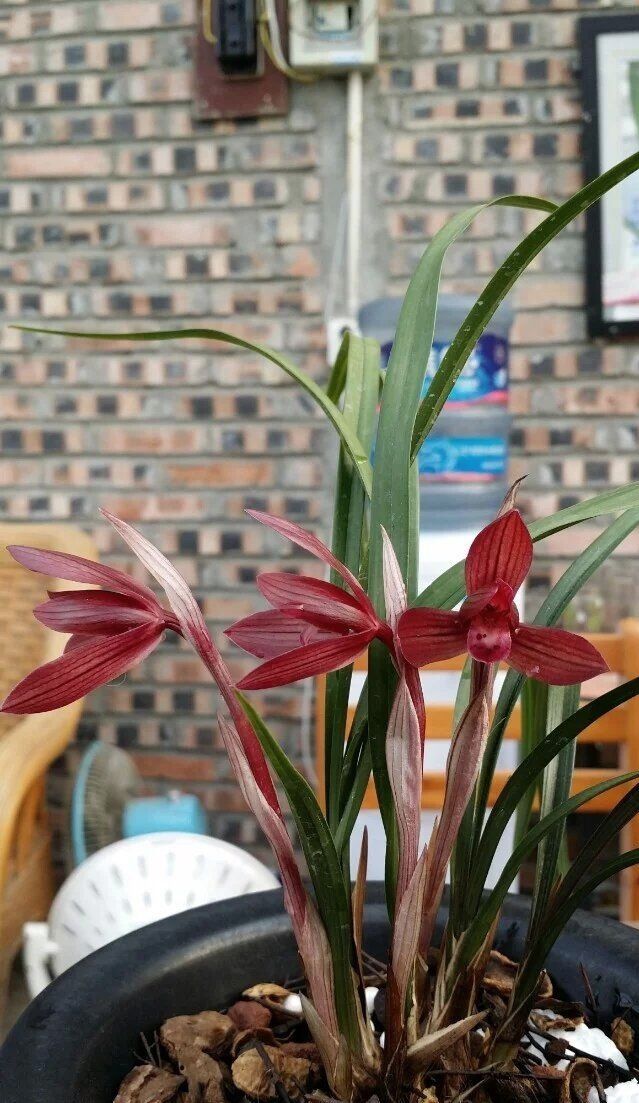 贵州兴义最出名的兰花,贵州兰花红舌头