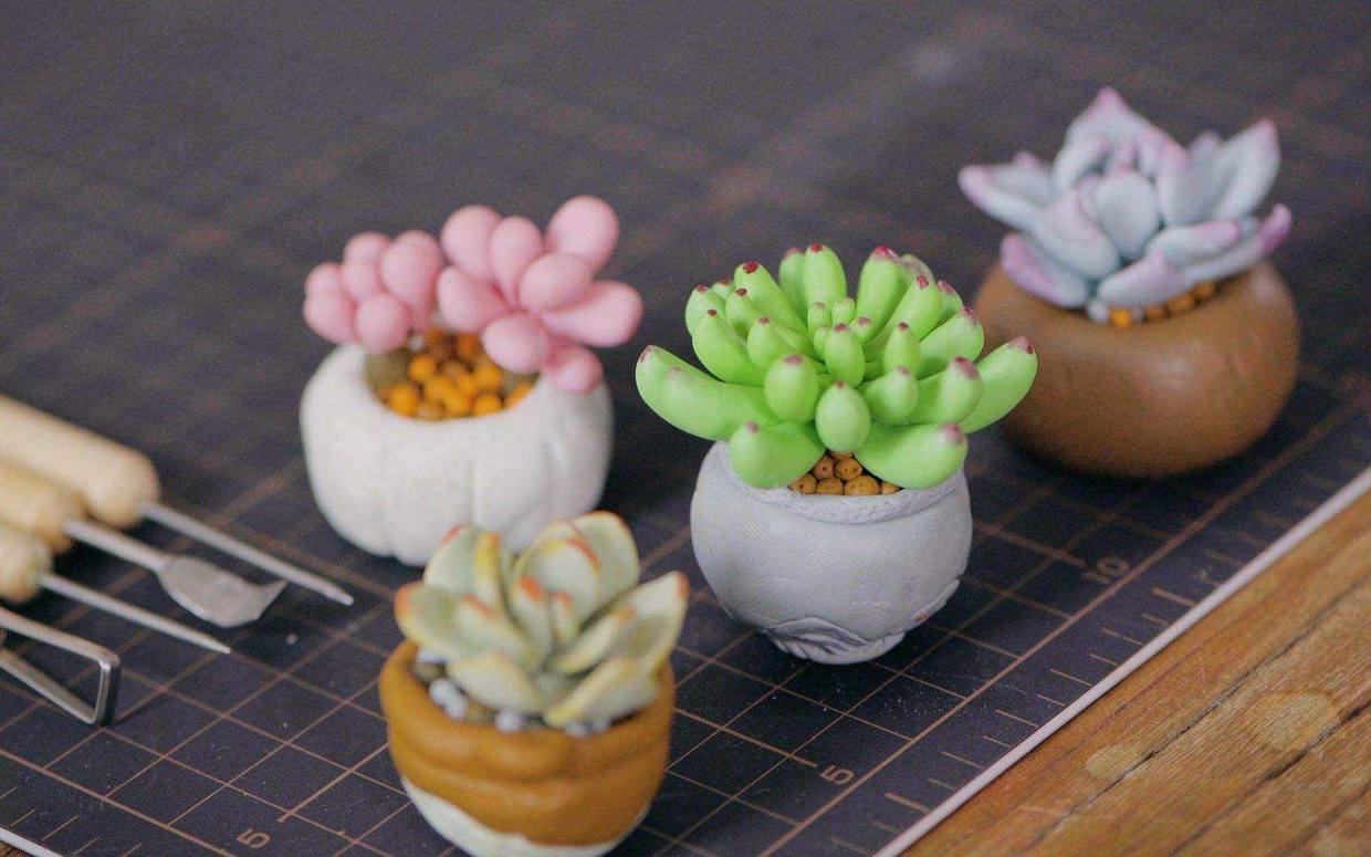 多肉蒂亚变黄了是什么原因,多肉变白了怎么补救