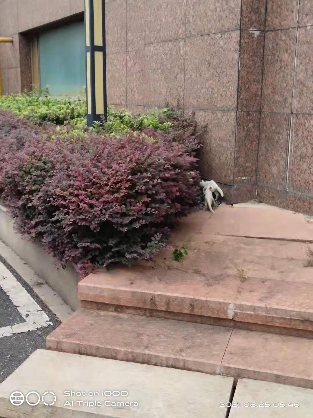 捞鱼是用什么药,捞鱼检疫