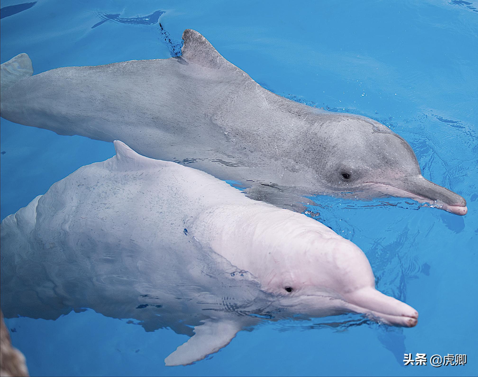 长江江豚死亡最新消息,今年长江江豚灭绝没