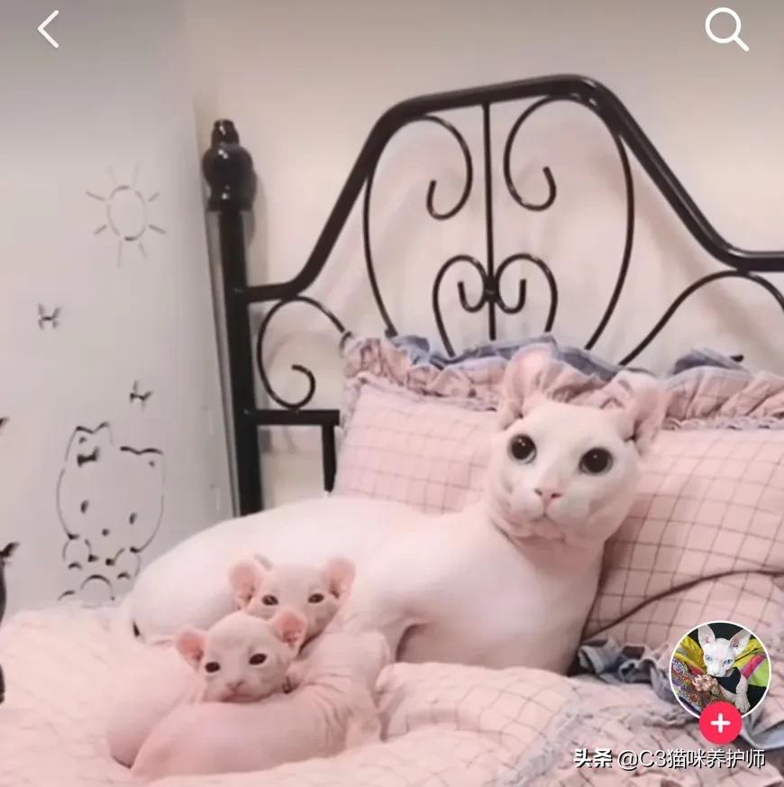 斯芬克斯无毛猫的冷知识,斯芬克斯猫是人工的吗