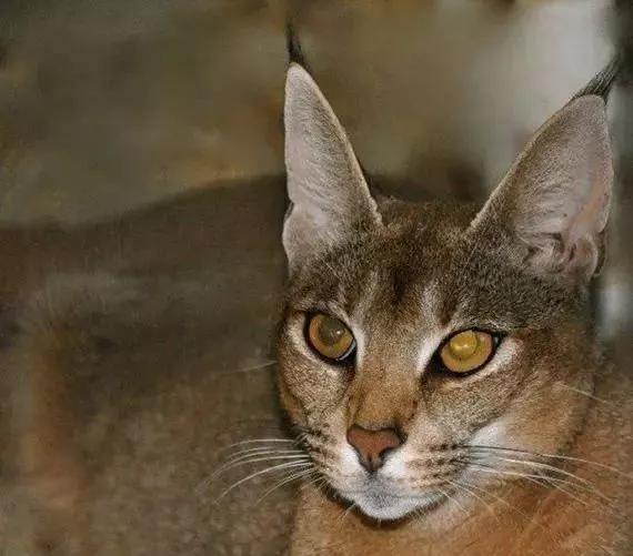 世界上最贵的宠物是什么样子的,世界上最贵的宠物是什么