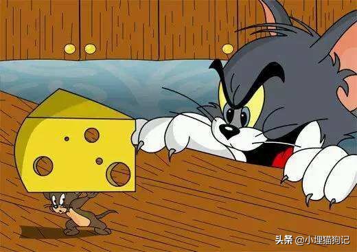 猫喝纯牛奶有危害吗,猫喝牛奶有危害吗