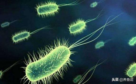 鱼缸硝化细菌不换水可以用吗,鱼缸硝化细菌可以净化水质吗