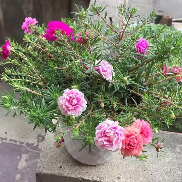 适合新手养的漂亮植物，价格便宜还好养活，来看看有没有你喜欢的