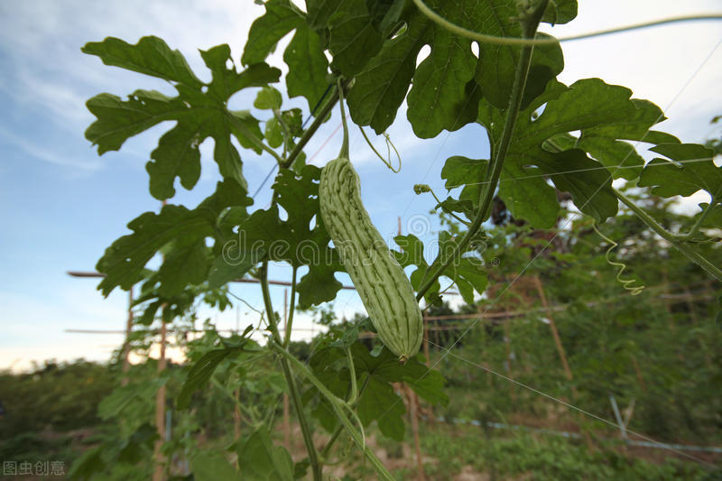 种苦瓜用什么药物防瓜实蝇,苦瓜幼苗枯萎图片