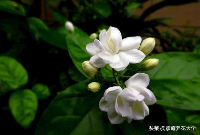 茉莉盆土怎么处理,茉莉土壤板结怎么办