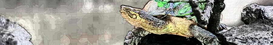 如何处理乌龟也可以保护龟壳,乌龟那么硬的壳子怎么产蛋